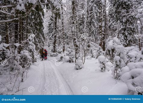 Tourists In The Winter Snowy Woods Stock Photo Image Of White