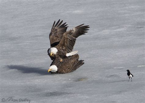 Bald Eagles Sex On The Ice Feathered Photography