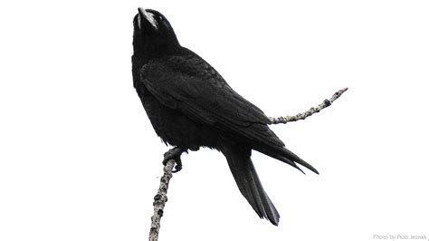 Corvus Frugilegus