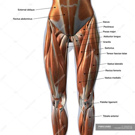 Female Front Leg Muscles With Labels On White Background Gracilis