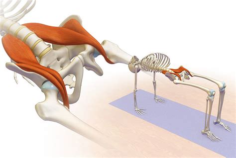 Iliac Psoas Muscle Stretching Exercises Eat Right