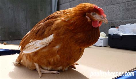 Respiratory Disease In Chickens