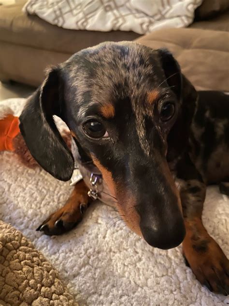 My 8 Month Dachshund Has Been Getting Little Swollen Bumps Yesterday