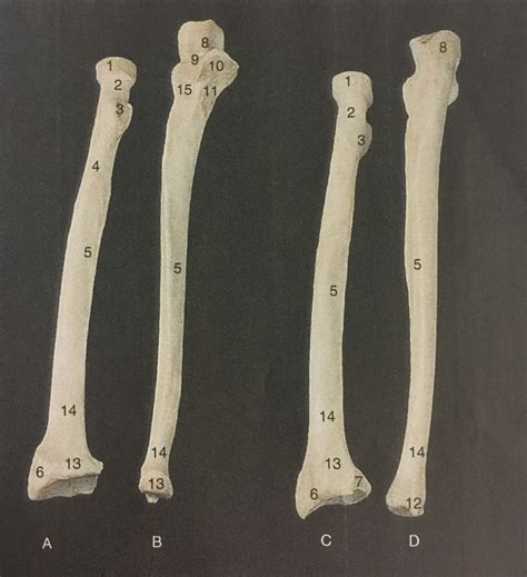 Ulna And Radius Right Anterior View Left Posterior View Diagram Quizlet