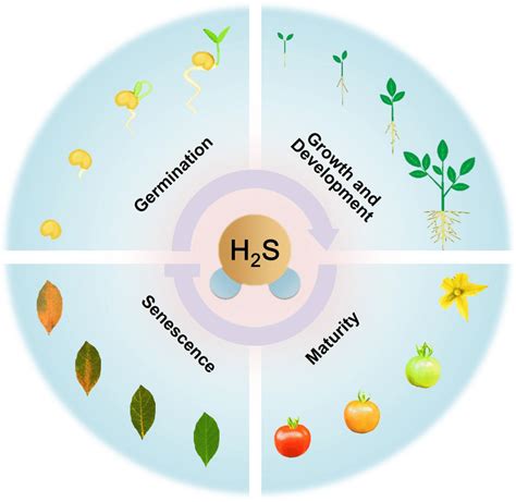 Physiological Functions Of H2s In Whole Plant Life Cycle H2s Is