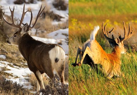 Mule Deer Vs Whitetails How To Tell Them Apart Hoptraveler