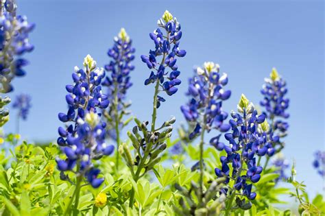 Texas Bluebonnet Wallpapers And Backgrounds 4k Hd Dual Screen