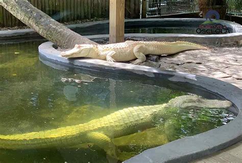 Wild Florida Celebrates Worlds First Successful Albino Alligator