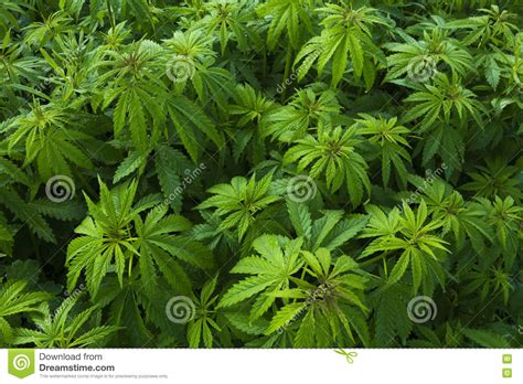 Marijuana, or marihuana, is a name for the cannabis plant and more specifically a drug preparation from it. Green Bushes Of Marihuana. Background Texture Stock Photo - Image of dispensary, drug: 72711746