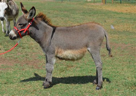 Miniature Donkey Ranch