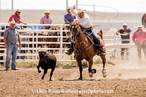 Rocky Boy Rodeo Indian Cowboy Britt Givens Competes In Tie Down Roping