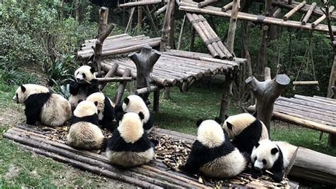Chengdu Private Tour Research Base Of Giant Panda Breeding