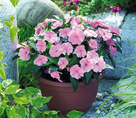 New Guinea Impatiens Impatiens New Guinea X Hawkeri Petticoat Pastel