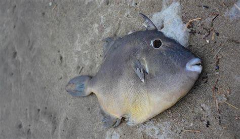 Weird Little Fish Found On S Washington Coast Near Oregon