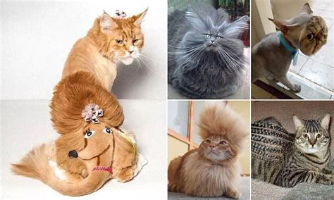 owners share    cats elaborate hair styles daily mail
