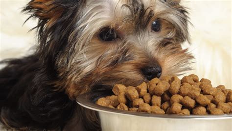 How often should a puppy eat? Is Your Yorkie a Picky Eater? Try This Simple Hack.