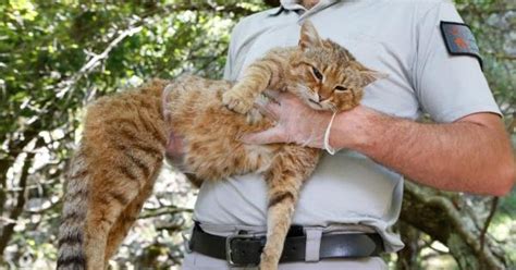 Mystery Cats Newslink Via Mark Raines Corsica Cat Fox Could Be New