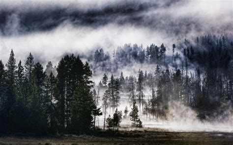 2560x1600 Nature Forest Trees Hdr Mist Landscape Wallpaper