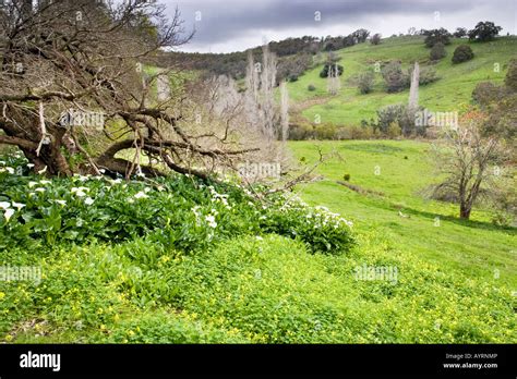 Invasive Arum Lilies Zantedeschia Aethiopica Growing In Bushland At