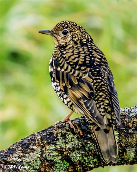 Scaly Thrush In Taiwan Beautiful Birds Animals Birds