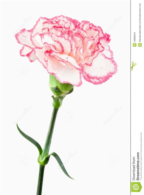 Red flower plant transparent png image clipart free download. Close Up Of A White And Pink Carnation Stock Photo - Image ...