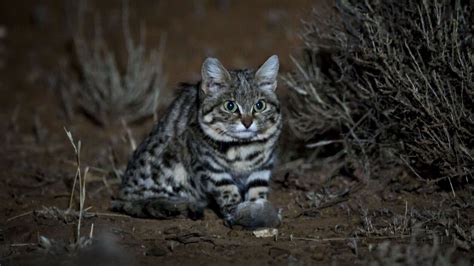 Why Scientists Use Radio Collars To Study Cats Blog Nature Pbs