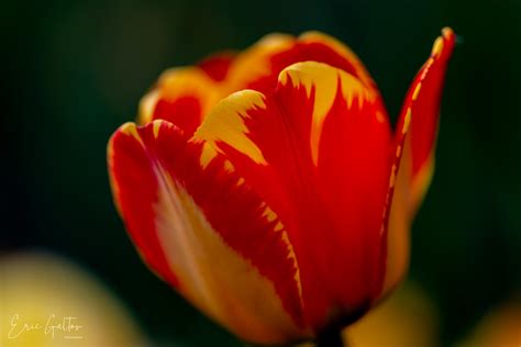 Red And Yellow Tulip At The Canada Tulip Festival Red And Flickr