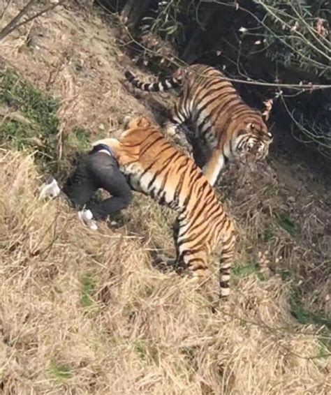 Tourist Mauled To Death By Three Tigers In Front Of Horrified Wife And