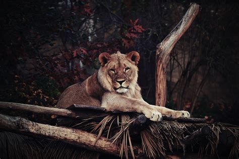 Lion In Zoo 4k Hd Animals 4k Wallpapers Images Backgrounds Photos
