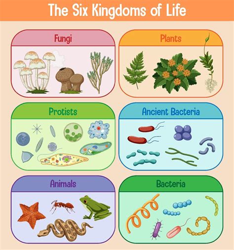 Science Poster Of Six Kingdoms Of Life 2111913 Vector Art At Vecteezy