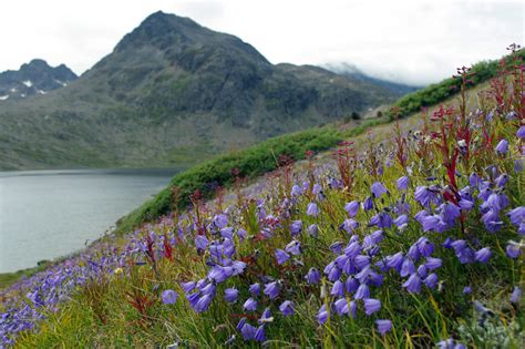 Harebell Wildflowers Valley Of The Flowers Greenland Arctic