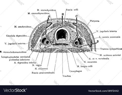 Cross Section Of Neck At The 7th Cervical Vector Image