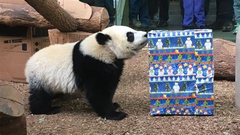 Panda Updates Wednesday December 20 Zoo Atlanta