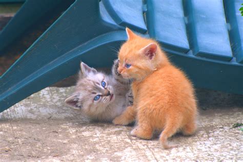 Gambar Imut Muda Anak Kucing Binatang Menyusui Hewan Peliharaan