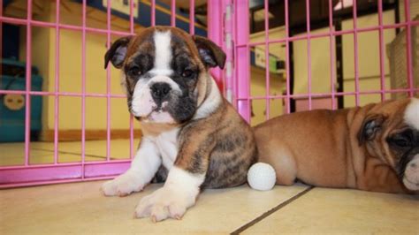 Look at pictures of english bulldog puppies who need a home. Adorable English Bulldog Puppies For Sale in Georgia at - Puppies For Sale Local Breeders