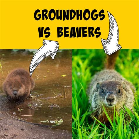Groundhogs Vs Beavers Key Differences Explained Squirrels At The Feeder