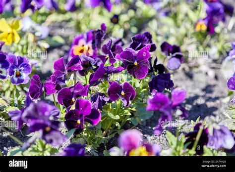 Viola Cornuta Spring Flower Horned Pansy Plant Beautiful Multicolored