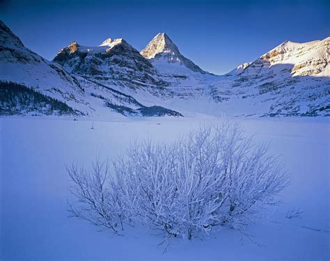 Winter Dawn On Mount Assiniboine And License Image 70187228