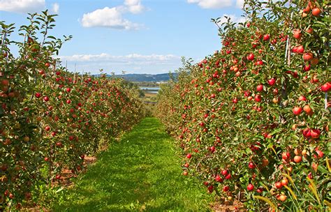 The Meaning And Symbolism Of The Word Orchard