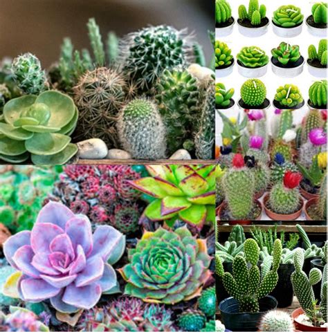 Diferencia Entre Cactus Y Suculentas Id Plantae