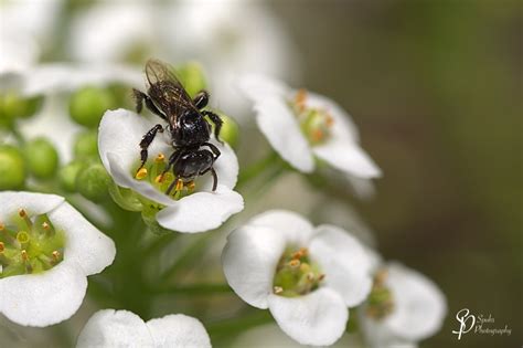 Australian Native Stingless Bee Trigona Carbonaria Flickr