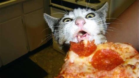 15 Funny Animals Who Just Want To Eat Your Food