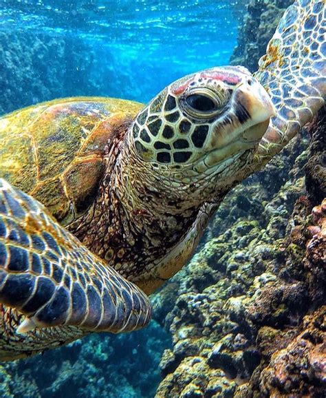 Beautiful Sea Turtle Image Aloha Epic Pic By Honuwhisperer Check