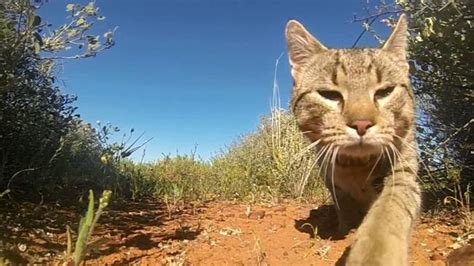 Cats On The Prowl In Australias National Parks Daily Telegraph