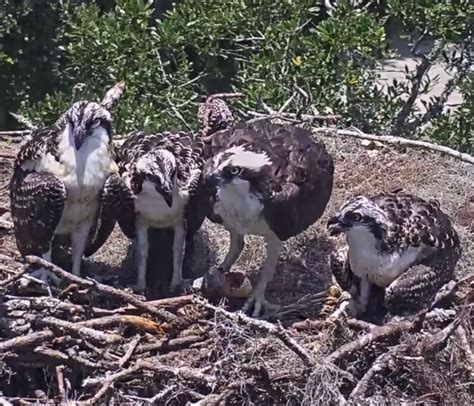 Savannah Nest Cornell Lab Bird Cams Cornell Lab Bird Cams