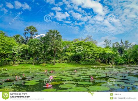 Beautiful Garden With An Artificial Lake With Many Lily