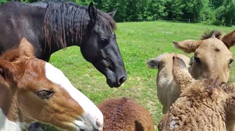 american curly horse foals  nosy youtube