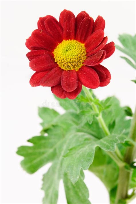 Red Chrysanthemum With Foliage Stock Image Image Of Stem Stigma