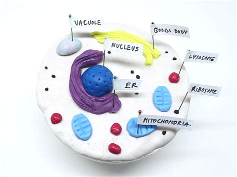How To Make A Model Cell From Wiki How This Gives Suggestions And