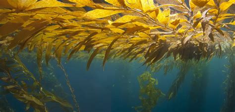Giant Kelp Is Getting Less Nutritious Hakai Magazine